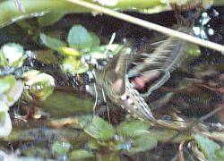 white-lined sphinx