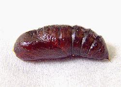 Tiger Moth pupa