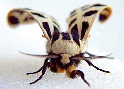 Tiger Moth