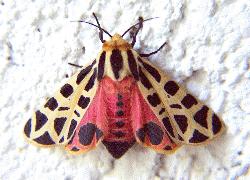 Tiger Moth