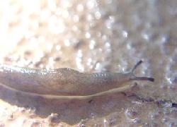 little slug on fountain