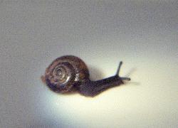 snail