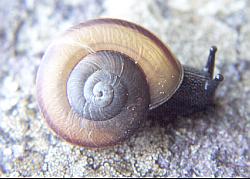 snail