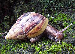 snail