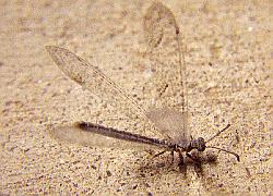 antlion