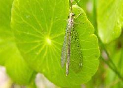 Lacewing