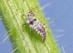 lacewing larva