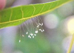 lacewing eggs