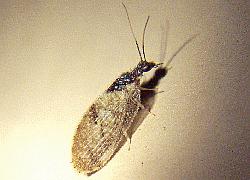 Brown Lacewing