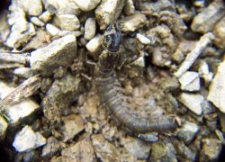 dobsonfly