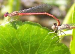 Two red damselflies