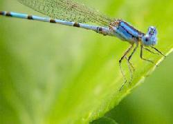 Violet Damselfly