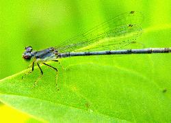 Damselfly