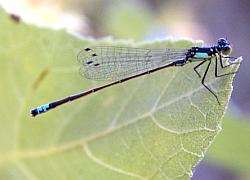 Pacific Forktail