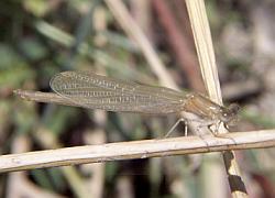 Damselfly