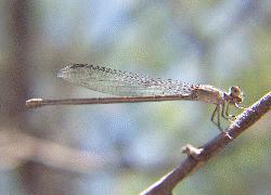 damselfly