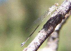 damselfly