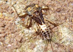 damselfly nymph