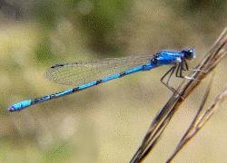 damselfly