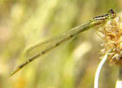 damselfly