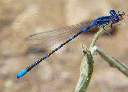 damselfly