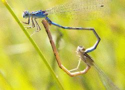 damselflies