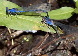 damselfly