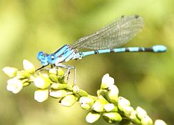 damselfly