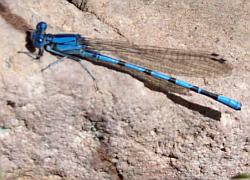 damselfly