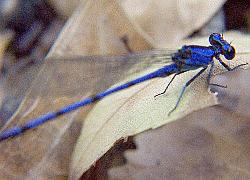 damselfly