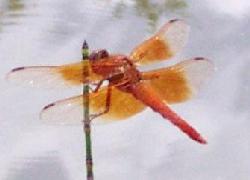 Red Skimmer