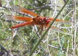 red skimmer