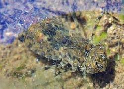 Common skimmer naiad