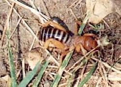 Jerusalem Cricket in SW Oregon