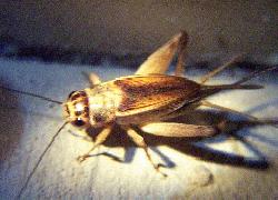 House Cricket