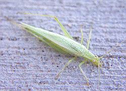 tree cricket