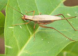 tree cricket