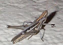 Two-Striped Grasshopper