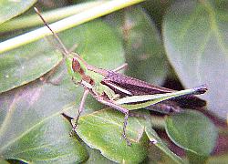 grasshopper