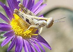 grasshopper on flower