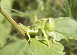 lubber nymph