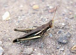 grasshopper