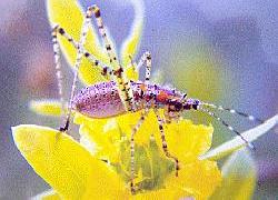 katydid nymph