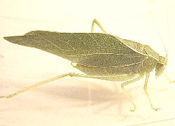 katydid