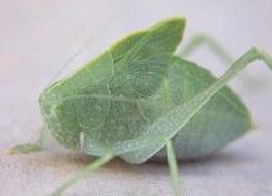 Katydid