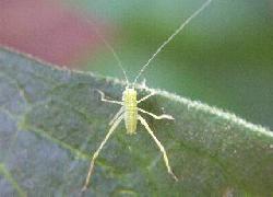 Immature katydid