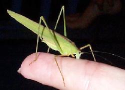 Katydid