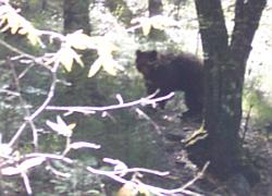 bear in the woods