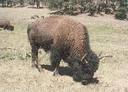 Buffalo