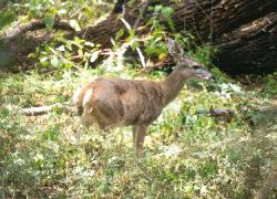 coue's white-tailed deer